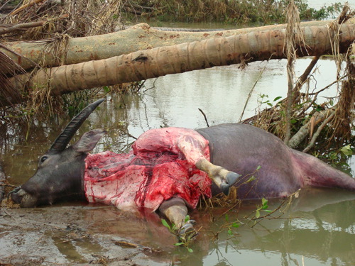 Cyklonen Nargis framfart 4